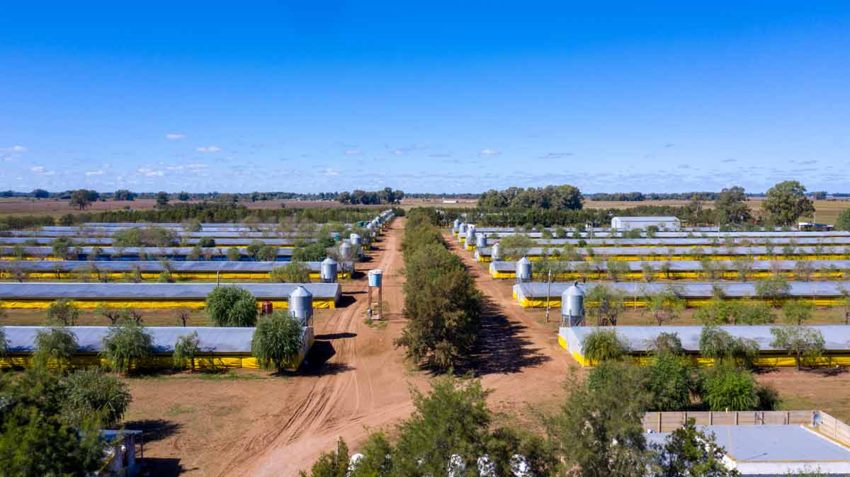 Granja Avícola en Pedernales